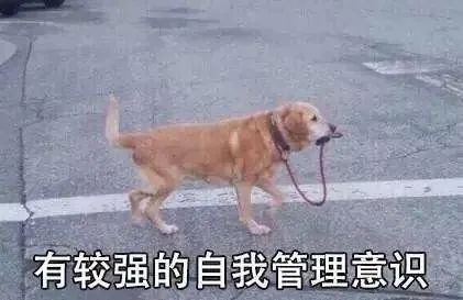 为啥金毛性格温顺,金毛的优缺点及性格介绍