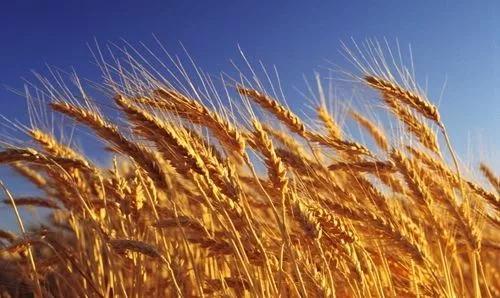 磷酸二氢钾执行标准t2321-2016,磷酸二氢钾在农作物上的使用方法