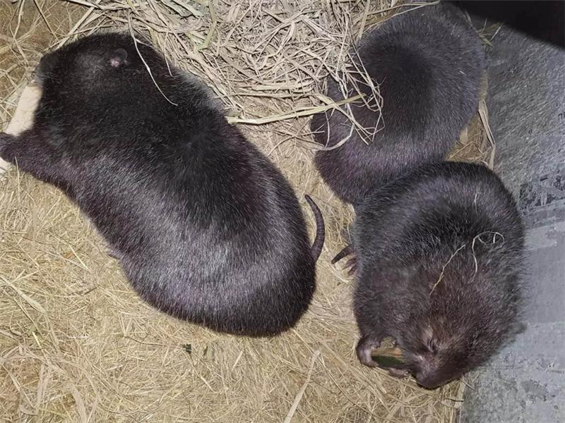 新手竹鼠养殖技术指南,养竹鼠的技术和养殖方法