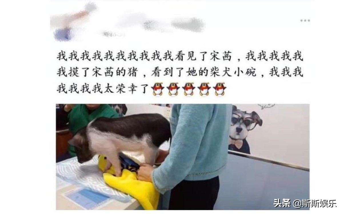 宋茜送医院,宋茜带宠物猪扫楼