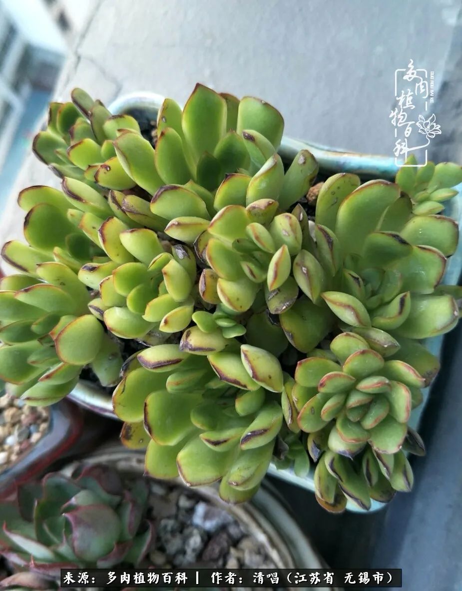 多肉植物百科好看又好养的多肉,喜欢多肉的朋友欢迎光临多肉园艺