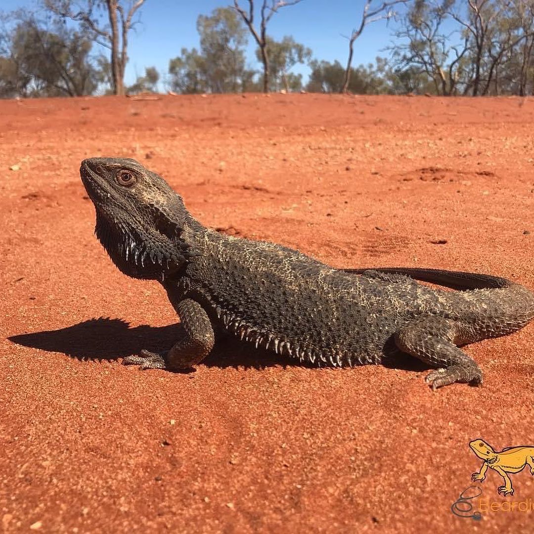 鬃狮蜥饲养箱用什么材料,鬃狮蜥新手入门饲养指南