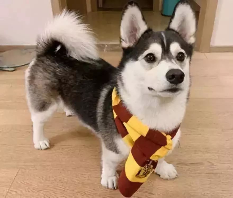 宠物经济市场前景,宠物经济下一个趋势