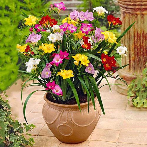 家里养的绿色植物可以净化空气吗,哪些绿色植物可以净化室内空气