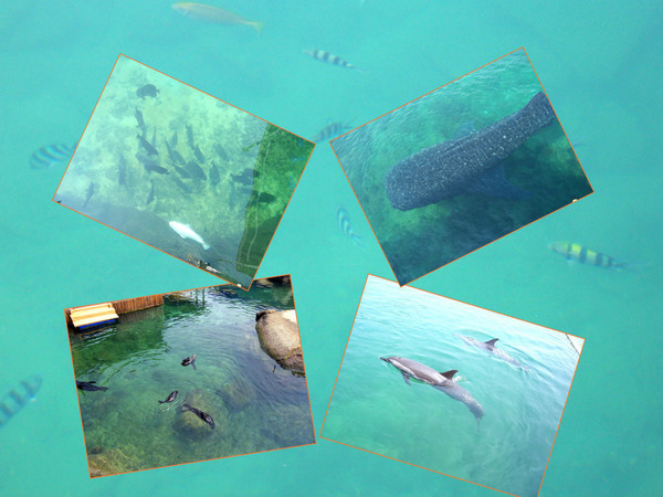 夏季的三亚美丽又浪漫,三亚北纬十八度天涯海角