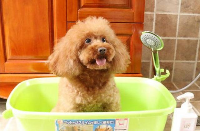 如何给泰迪犬洗澡,泰迪犬洗澡的正确方法