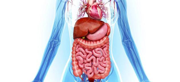 为什么哺乳动物体内构造相同,为什么哺乳动物都有睾丸