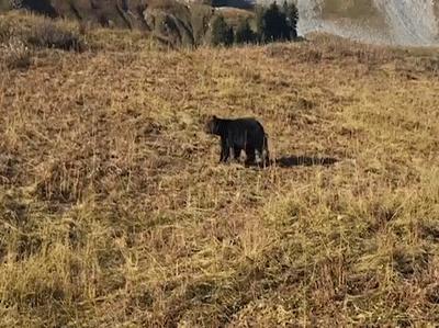 男子登山遇见黑熊还跟他打招呼,男子迷路走在山谷中见到黑熊