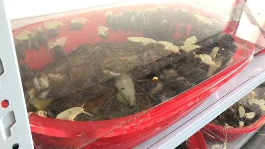 90后夫妻养蛋鸡,90后夫妻居住10平米小屋