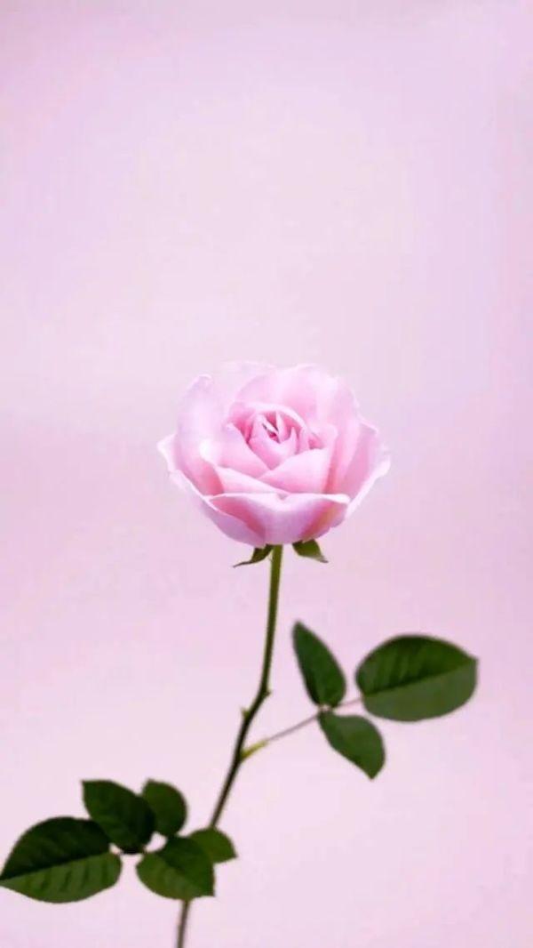 朋友圈说说精致的句子,精致走心的句子高级朋友圈说说