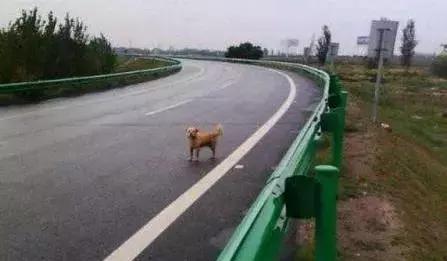 祖坟被人埋怎么办,祖坟被人掩埋