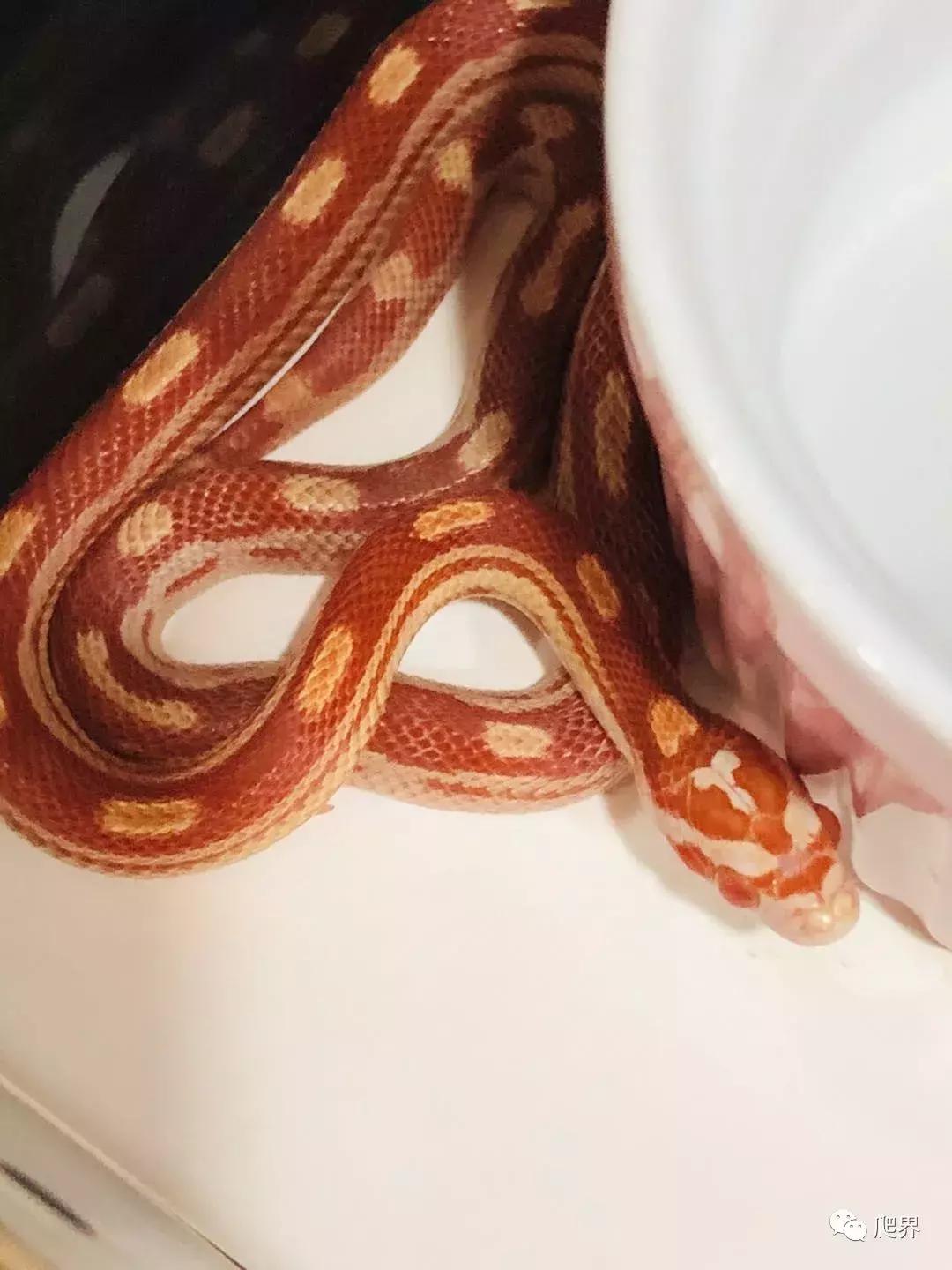 湛江爬宠店,深圳爬宠店在哪里