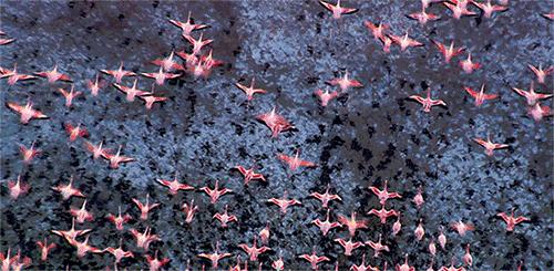 世间稀有的白色长颈鹿母子，在非洲被残忍猎杀，发现时只剩骨骼