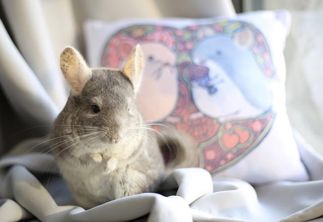 龙猫日常漫画合集,龙猫原创漫画2019