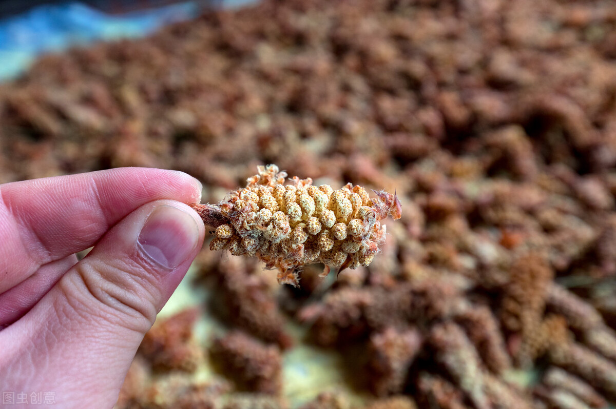 正宗的松花粉有什么特征,松花粉有很多神奇之处