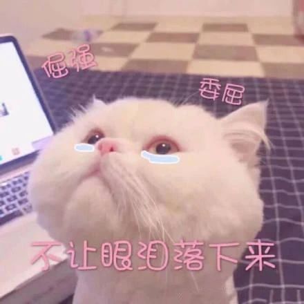 5招让猫咪爱上你内附教程,三招让猫咪爱上喝水
