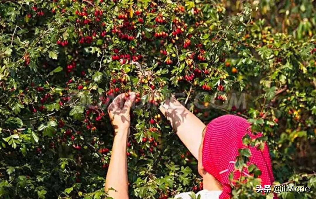 最近在看什么电视剧或者电影,最近在看啥电影
