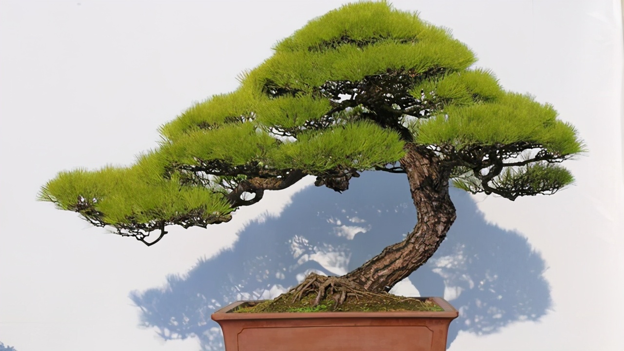 松柏翻盆时候盆面青苔要去除吗,松柏类树的换土方法