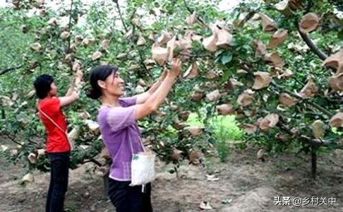果子套袋最佳时间,套袋对果子有什么影响
