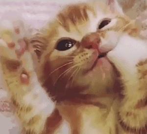 粘人的小奶猫,小奶猫守着铲屎官做作业