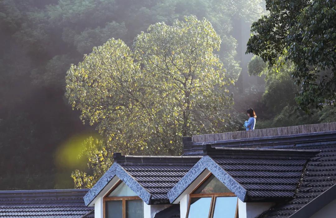 遇间播报|秋风拂杭州,阵阵桂香,满觉陇寻闲适,竟在山舍