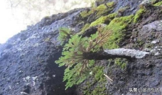 金庸小说中草药,金庸小说十大剧毒