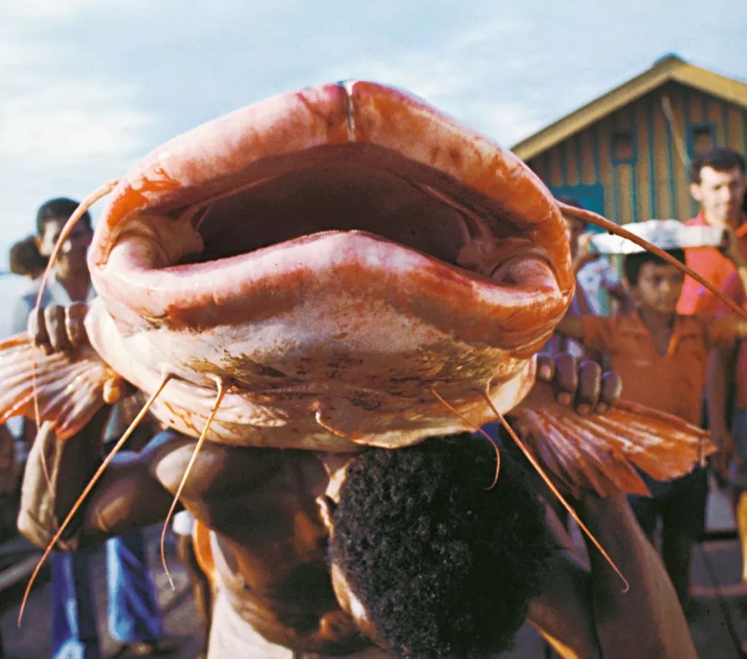 世界十大凶猛淡水鱼类,顶级淡水鱼类