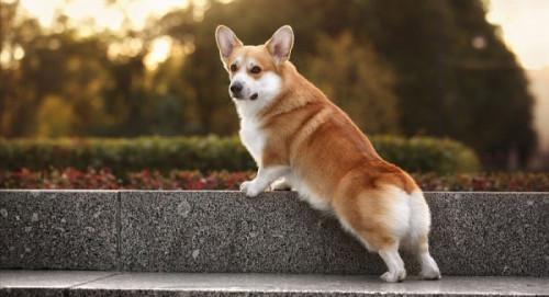 女生适合养的宠物狗品种有哪些,中型白色长毛宠物狗品种及图片