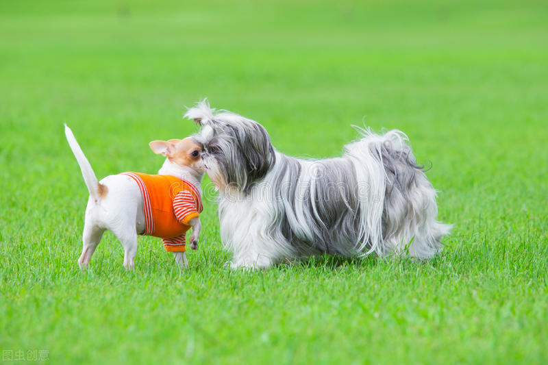 饲养宠物狗的正确指南,养宠经验狗感冒周期一般是几天