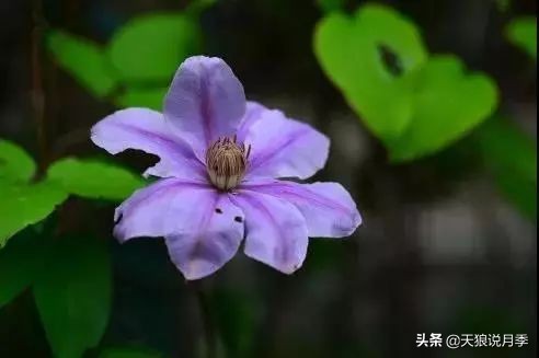 天气回暖虫害,天气渐暖虫害预防