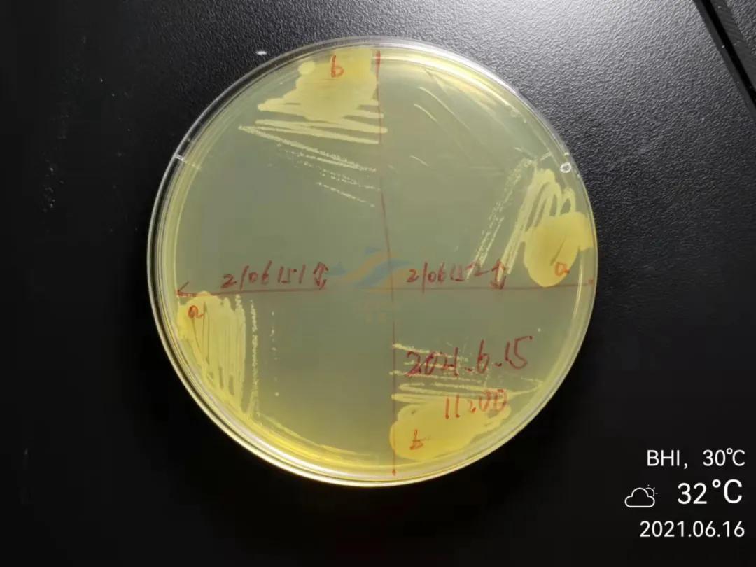 鱼得了肠炎还能活多久,生鱼烂身治疗