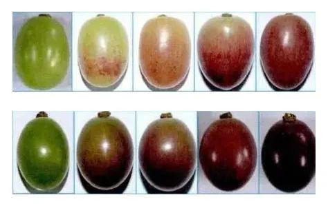 葡萄上色哪种最好,葡萄需要上色的有哪些品种