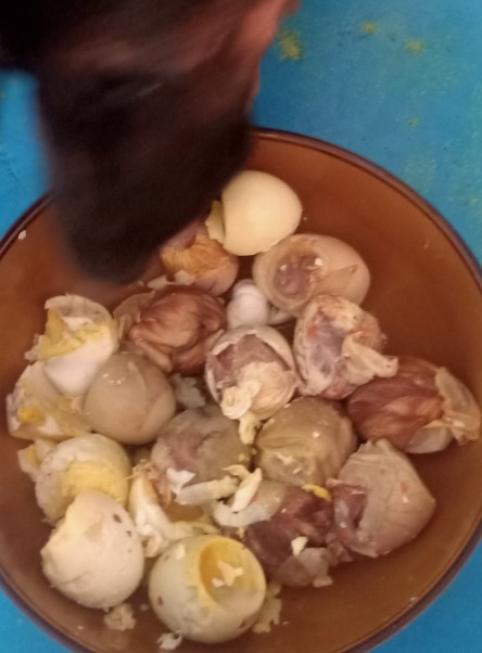 家有一狗完整视频,家有一狗一鼠