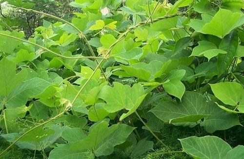 野生干葛根怎么切成片,野生葛根晒干的视频