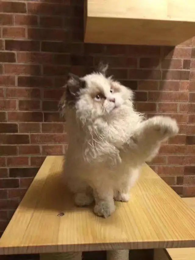 一只可爱又迷人的小猫咪,一只很大又很萌的小猫咪