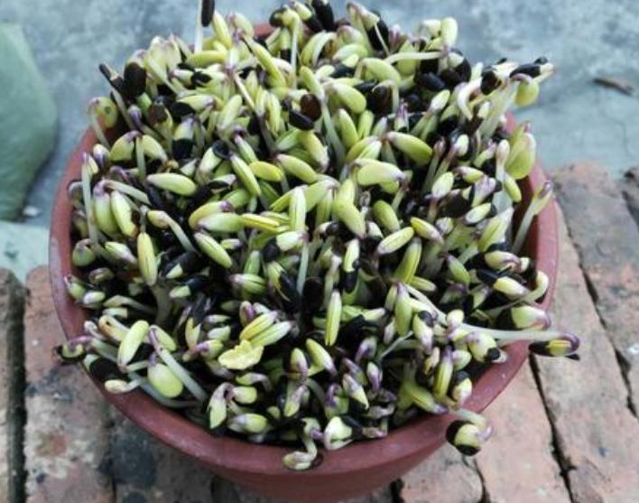 什么豆子都可以发豆芽菜,黄豆发豆芽菜的简单方法
