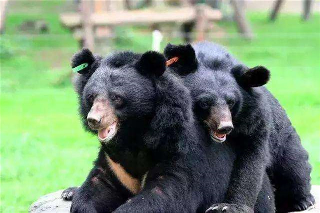 中国多地发现黑熊,野生黑熊有多凶猛