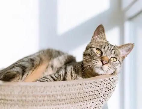 猫咪皮肤病黑色的毛,猫咪皮肤病黑棘皮怎么治