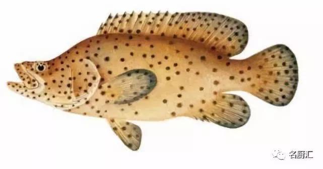 世界顶级海鲜你认识几种类型,世界顶级海鲜