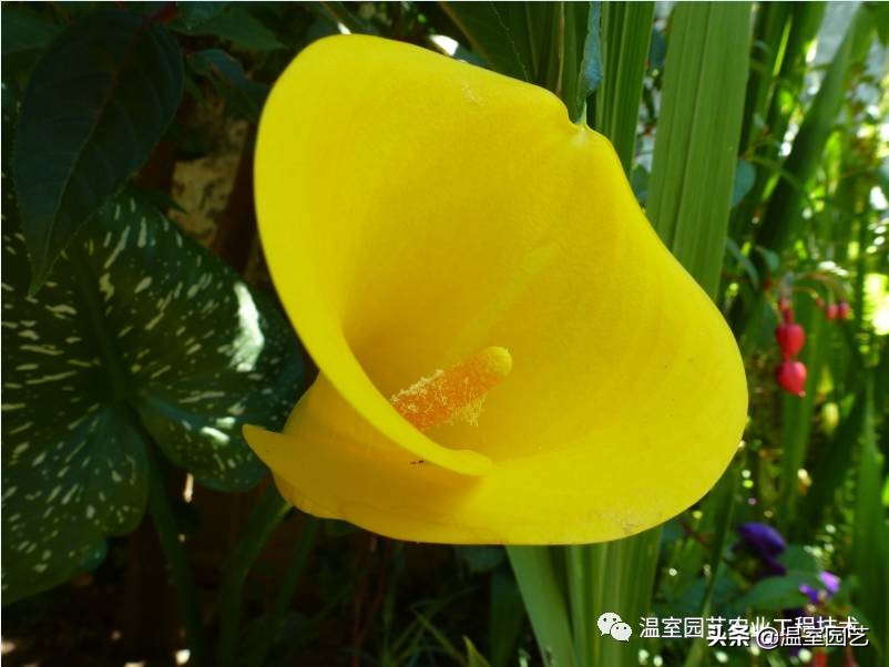 马蹄莲栽培育种历史,马蹄莲怎样控苗徒长