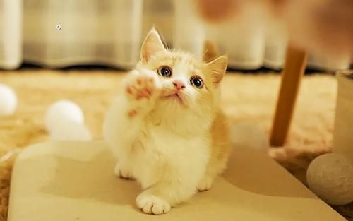 新手养猫适合养幼猫还是成猫,新手养猫怎么不让它生病