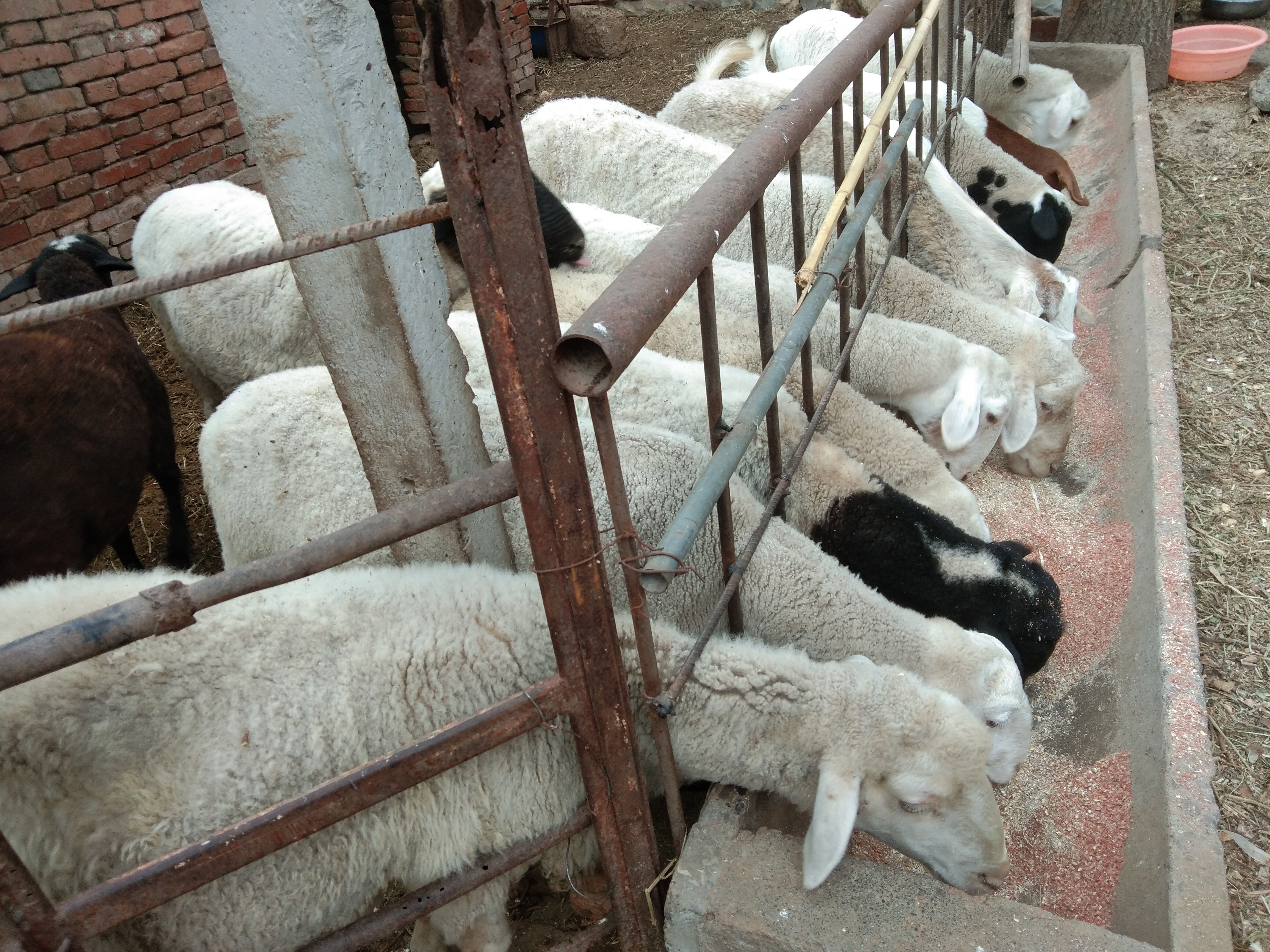 羊有布病的症状及治疗方法,羊粪怎么判断羊病