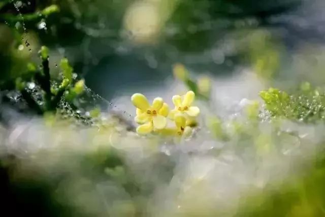 山花野鸟|园林花语