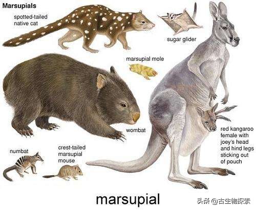 2020中国古生物学十大进展新闻,中国十大史前生物进化