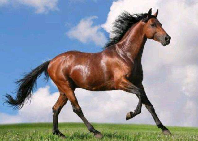 为什么男人越高越矮,为什么男的高女的矮