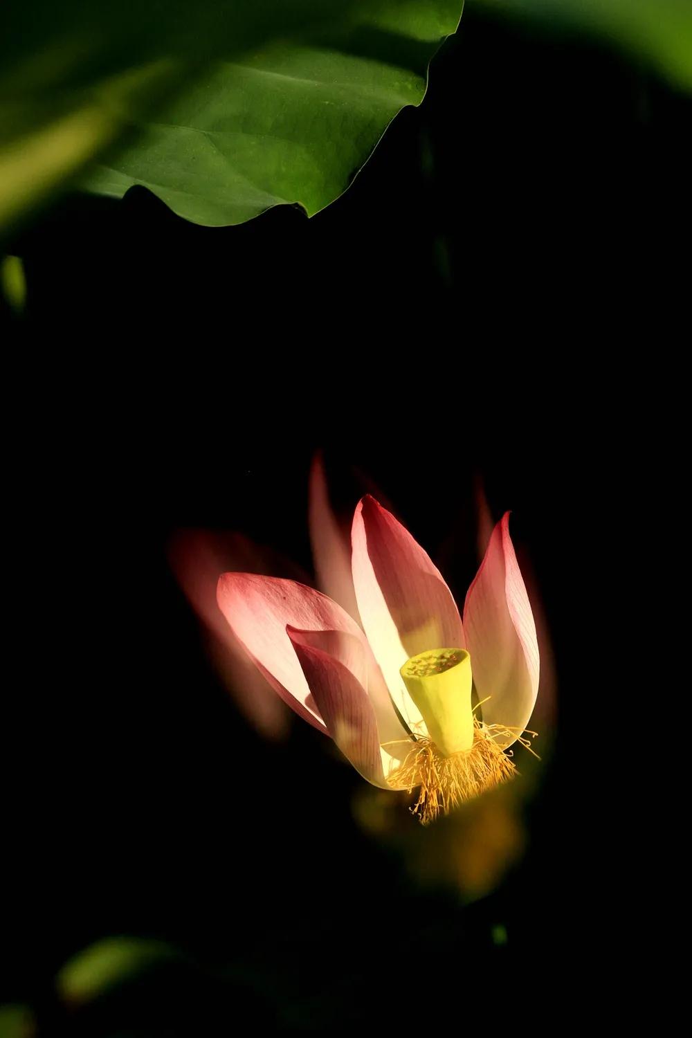 津门网金熙男：梦幻荷韵