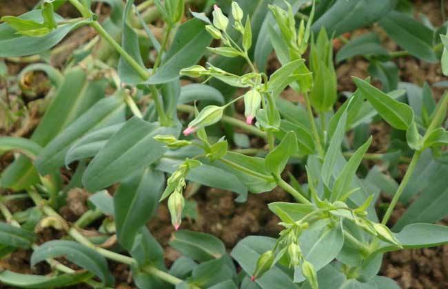 农村的野花野草哪几种可以吃,常见的野花野草却是农家之宝