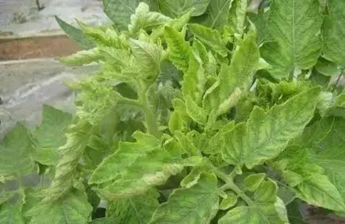 农友:我家有“粪”不用花钱买有机肥?对不起,你的灾难要来了