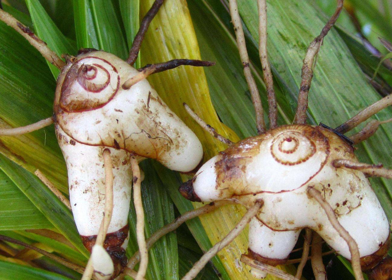 亩产500斤的产量多少,亩产3000斤1斤卖500元