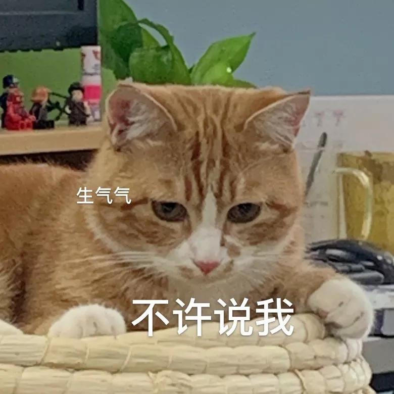 万万没想到被骗的这么惨，我们家猫怀了一肚子屎